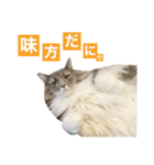カルダモンだもん！(2)（個別スタンプ：31）