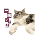 カルダモンだもん！(2)（個別スタンプ：34）