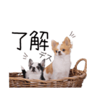 仲良し元気とおでん。（個別スタンプ：13）