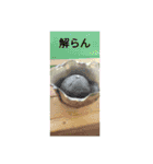 びおれ（個別スタンプ：9）