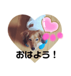 東 奈蝶のワンコスタンプ2（個別スタンプ：1）