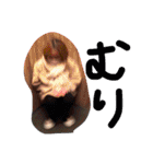 #ソラシすたんぷ（個別スタンプ：8）