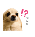 ツナぴよ⑤（個別スタンプ：1）