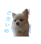 ツナぴよ⑤（個別スタンプ：4）