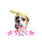 5.ピクルス（個別スタンプ：1）