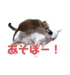 5.ピクルス（個別スタンプ：3）