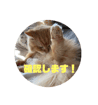 コンスタ3（個別スタンプ：5）