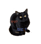 猫と日本語と韓国語（個別スタンプ：1）
