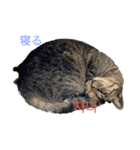 猫と日本語と韓国語（個別スタンプ：2）