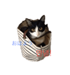 猫と日本語と韓国語（個別スタンプ：3）