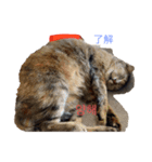 猫と日本語と韓国語（個別スタンプ：4）