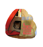 猫と日本語と韓国語（個別スタンプ：6）