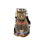 猫と日本語と韓国語（個別スタンプ：8）