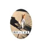 あずきスタンプ ご！（個別スタンプ：1）