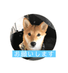 あずきスタンプ ご！（個別スタンプ：5）