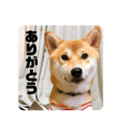 あずきスタンプ ご！（個別スタンプ：8）