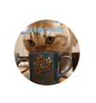 茶トラねこのちゃあ 3（個別スタンプ：1）