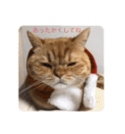 茶トラねこのちゃあ 3（個別スタンプ：2）