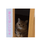 茶トラねこのちゃあ 3（個別スタンプ：5）