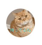 茶トラねこのちゃあ 3（個別スタンプ：6）