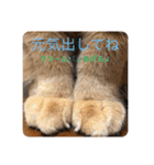 茶トラねこのちゃあ 3（個別スタンプ：7）
