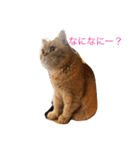 茶トラねこのちゃあ 3（個別スタンプ：8）