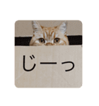茶トラねこのちゃあ 3（個別スタンプ：9）