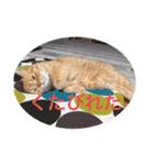 茶トラねこのちゃあ 3（個別スタンプ：12）
