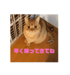 茶トラねこのちゃあ 3（個別スタンプ：13）