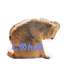 茶トラねこのちゃあ 3（個別スタンプ：14）