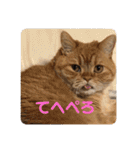 茶トラねこのちゃあ 3（個別スタンプ：15）