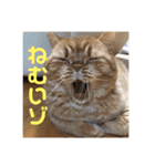 茶トラねこのちゃあ 3（個別スタンプ：16）