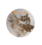 茶トラねこのちゃあ 3（個別スタンプ：17）