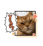 茶トラねこのちゃあ 3（個別スタンプ：18）
