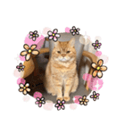 茶トラねこのちゃあ 3（個別スタンプ：19）