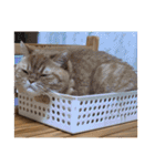 茶トラねこのちゃあ 3（個別スタンプ：20）