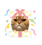茶トラねこのちゃあ 3（個別スタンプ：21）