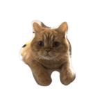 茶トラねこのちゃあ 3（個別スタンプ：23）