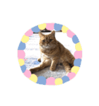 茶トラねこのちゃあ 3（個別スタンプ：25）