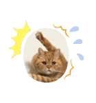茶トラねこのちゃあ 3（個別スタンプ：26）