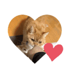 茶トラねこのちゃあ 3（個別スタンプ：28）