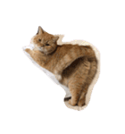 茶トラねこのちゃあ 3（個別スタンプ：29）