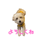 7.ちっぷ（個別スタンプ：3）