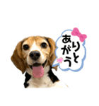 続々♡はァたん（個別スタンプ：2）