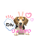 続々♡はァたん（個別スタンプ：3）