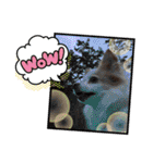 可愛いチワワのひめちゃん（個別スタンプ：6）