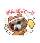 可愛いチワワのひめちゃん（個別スタンプ：9）