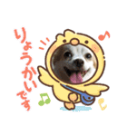 可愛いチワワのひめちゃん（個別スタンプ：11）