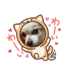 可愛いチワワのひめちゃん（個別スタンプ：15）