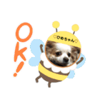 可愛いチワワのひめちゃん（個別スタンプ：18）